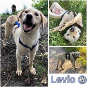 Levio (♂) in 10317 Berlin  - vermittelt