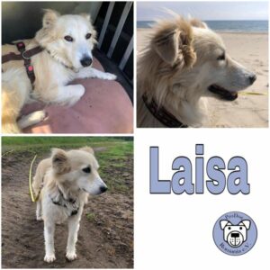 Laisa (♀) in 29559 Wrestedt - vermittelt