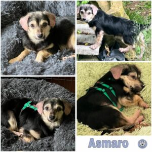 Asmaro (♂) in 92637 Weiden - vermittelt