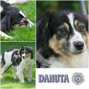 DANUTA (♀) in 21493 Möhnsen - vermittelt
