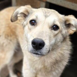 CAMY (♀) - ausgereist zur Tierhilfe Lebenswert DR 25.07.25