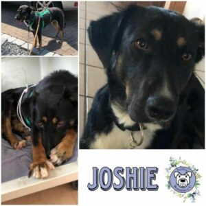 JOSHIE (♂) in 84069 Schierling - vermittelt