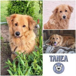 Tanea (♀) in 46519 Alpen  - vermittelt