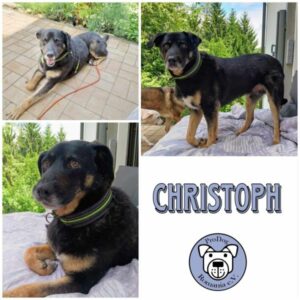 CHRISTOPH - Gnadenplatzhund seit dem 22.06.2024