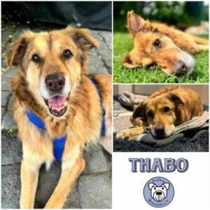 THABO - Gnadenplatzhund seit dem 22.06.2024