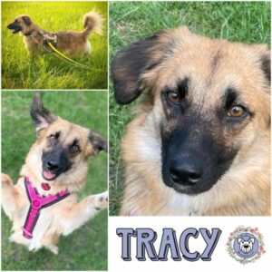 TRACY (♀) in 26810 Westoverledingen - vermittelt