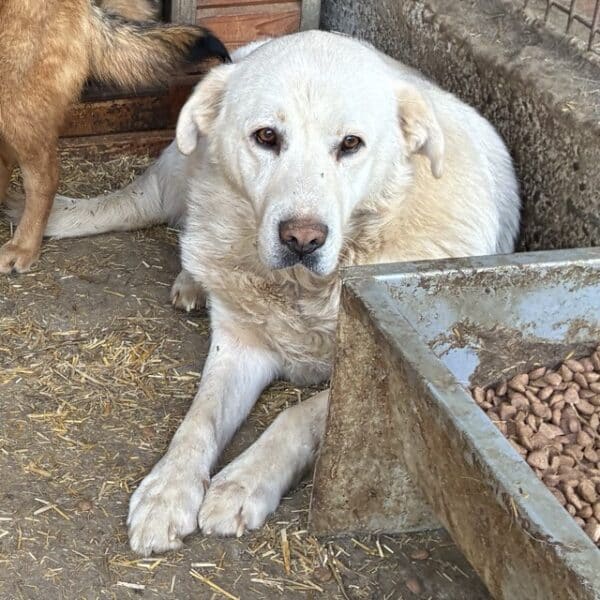 MURACO (♂) - seit 2023 im Shelter – Bild 2