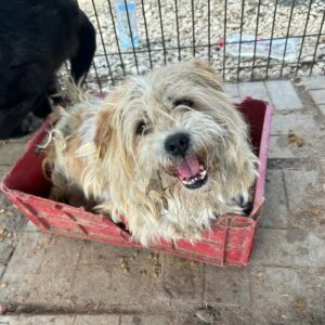 CODY (♂) - ausgereist zum TH Gelnhausen (AL)