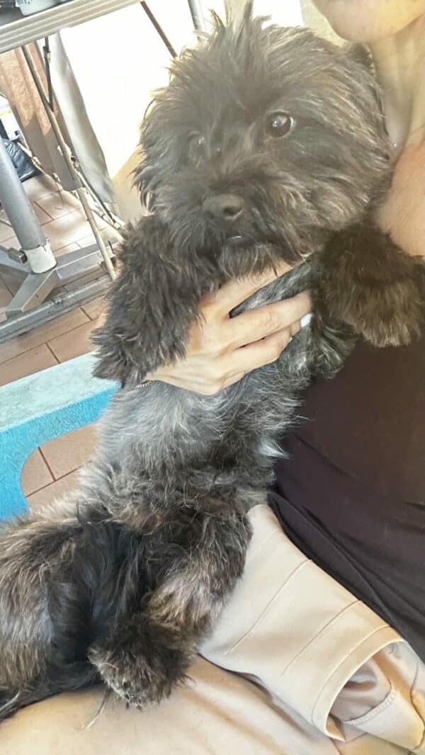 ORRY (♂) - ausgereist zur Hundescheune Fläming – Bild 5
