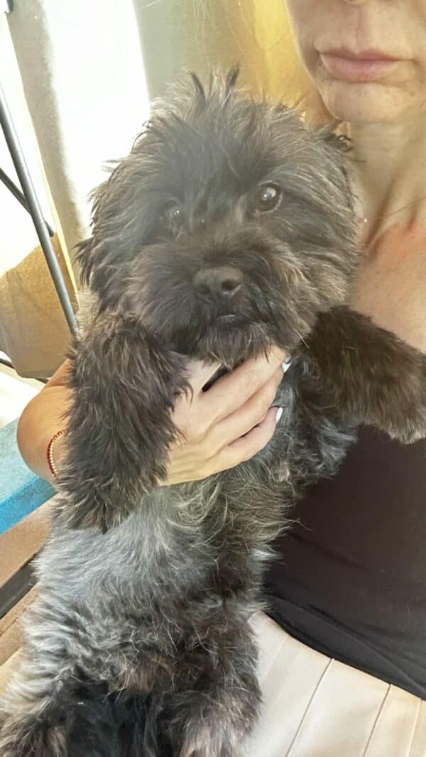 ORRY (♂) - ausgereist zur Hundescheune Fläming – Bild 4