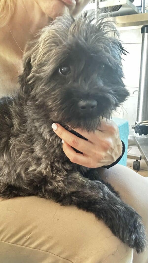 ORRY (♂) - ausgereist zur Hundescheune Fläming – Bild 3