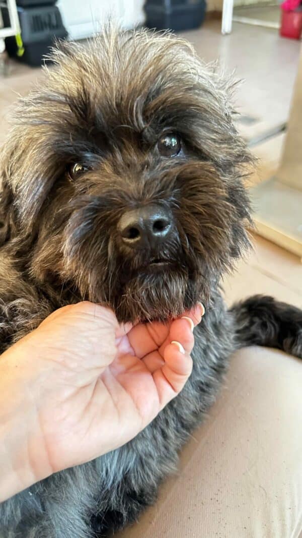 ORRY (♂) - ausgereist zur Hundescheune Fläming – Bild 2