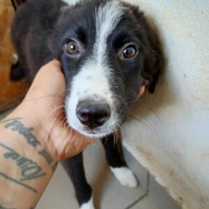 MOMONA (♀) - reserviert Tierhilfe Lebenswert DR - vermittelt