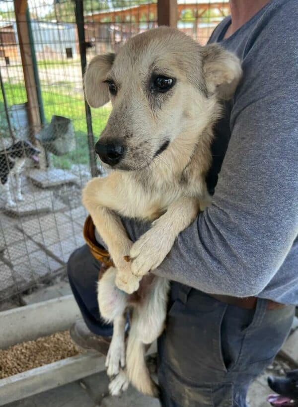 CAMY (♀) - ausgereist zur Tierhilfe Lebenswert DR 25.07.25 – Bild 13