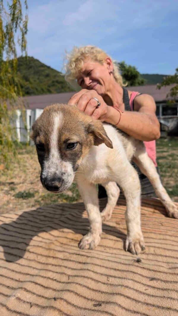 LORCAN (♂) - wird im Kennel angegangen - dringend Platz gesucht – Bild 13