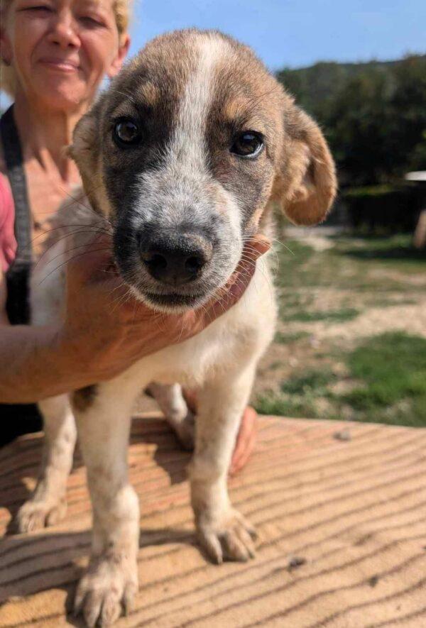 LORCAN (♂) - wird im Kennel angegangen - dringend Platz gesucht – Bild 9