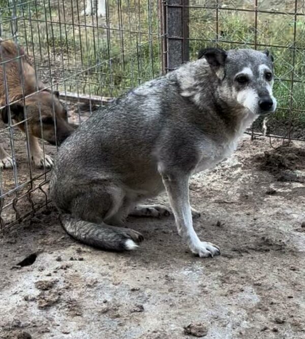 MALOU (♀) - vermittelt NH – Bild 2