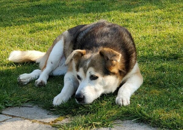MALIKA - Gnadenplatzhund seit dem 19.07.2024 - vermittelt – Bild 8