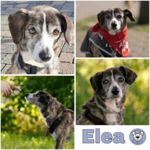 Elea (♀) in 45549 Sprockhövel - vermittelt