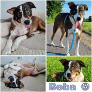 Beba (♀) in 64846 Groß-Zimmern - vermittelt