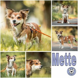 METTE (♀) in 71729 Erdmannhausen - vermittelt