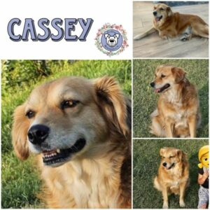 Cassey (♀) in 66265 Heusweiler - vermittelt