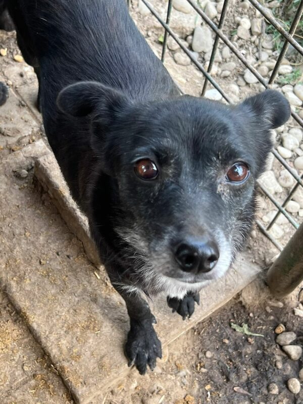 JAYDA (♀) - reserviert Tierhilfe Lebenswert DR - vermittelt 27.09.24 – Bild 3