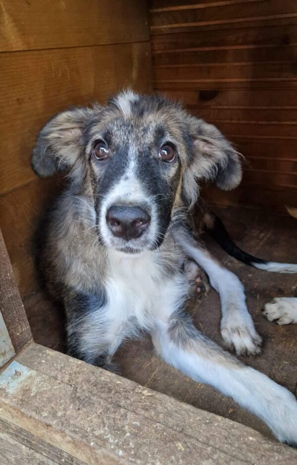 RALPHI (♂) - reserviert Tierhilfe Lebenswert - vermittelt