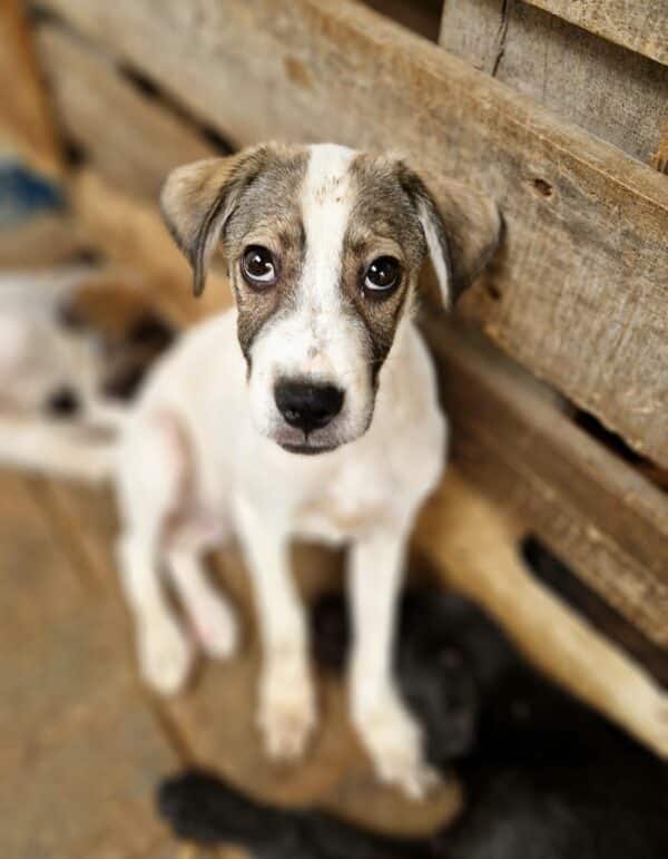 ANCHO (♂) - ausgereist zu Second chance dogs