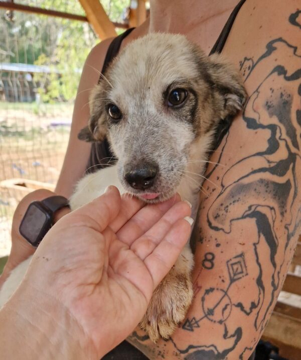 KIWI (♀) - reserviert Tierhilfe Lebenswert DR - vermittelt – Bild 2