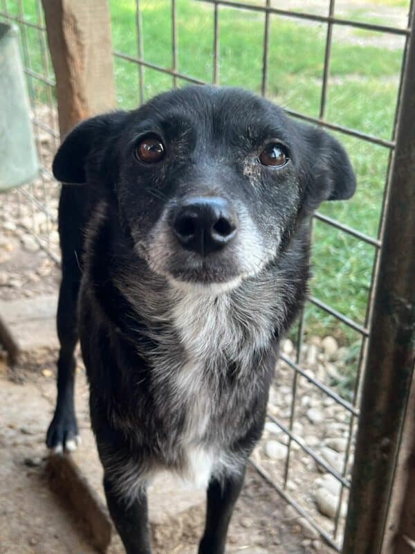 JAYDA (♀) - reserviert Tierhilfe Lebenswert DR - vermittelt 27.09.24 – Bild 2