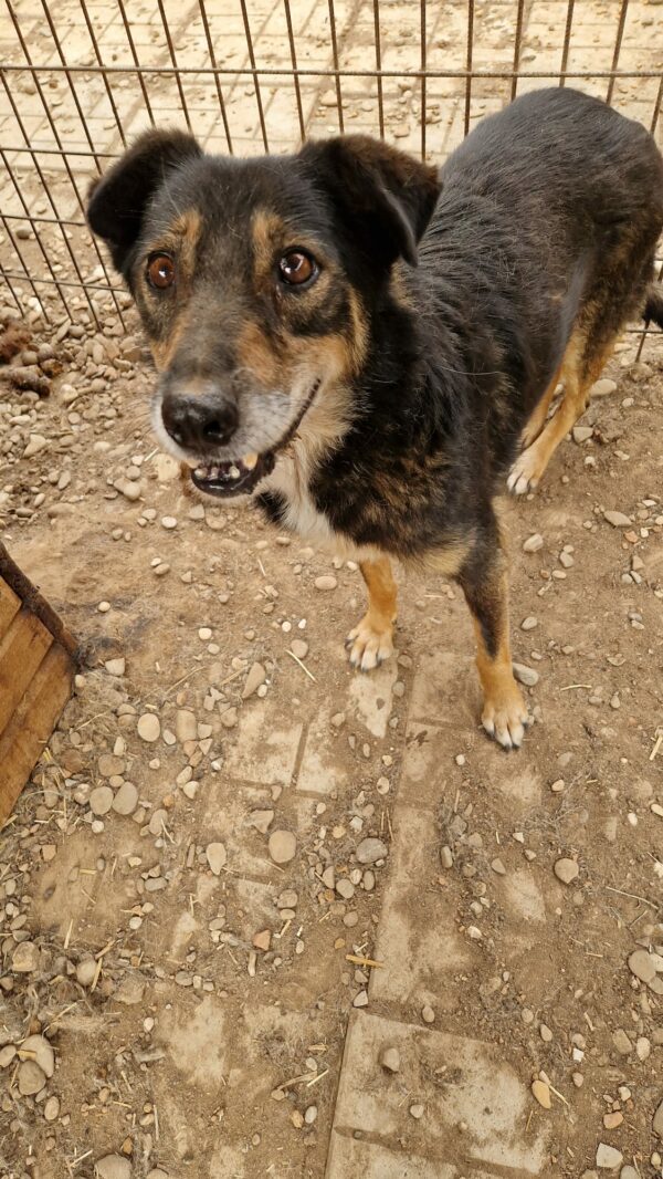 MOJO (♂) - vermittelt BD – Bild 2