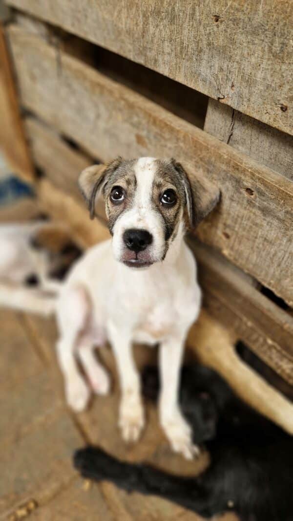 ANCHO (♂) - ausgereist zu Second chance dogs – Bild 2