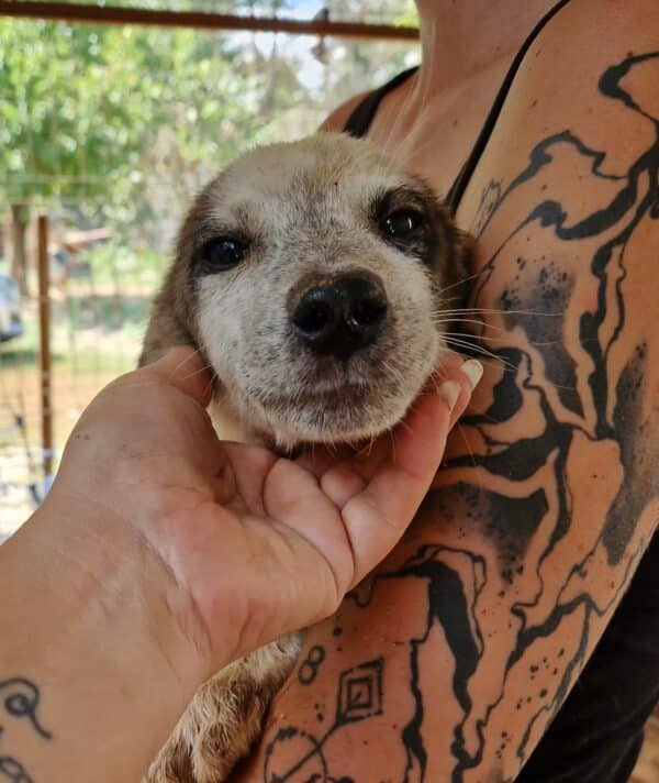 KIWI (♀) - reserviert Tierhilfe Lebenswert DR - vermittelt – Bild 3