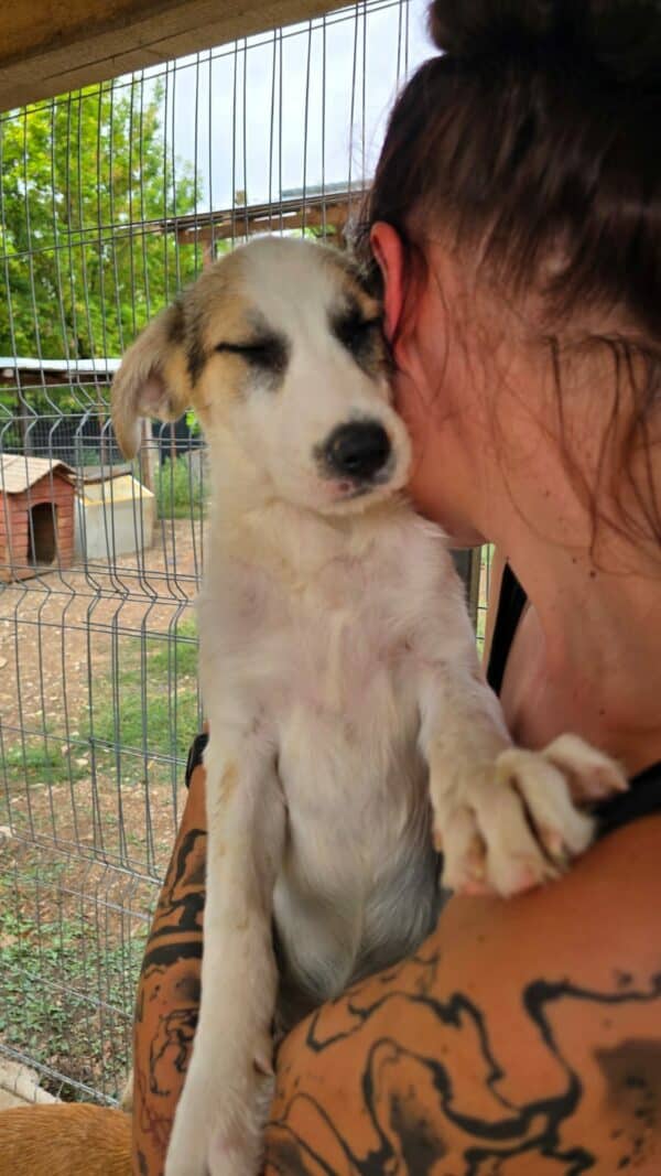 TASHIMA (♀) - ausgereist zu Tiere in Not Odenwald e.V. (PM) – Bild 9