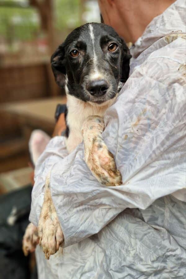 TYAH (♀) - ausgereist zur Tierhilfe Lebenswert – Bild 8