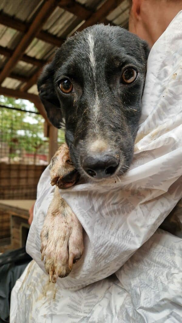 TYAH (♀) - ausgereist zur Tierhilfe Lebenswert – Bild 9