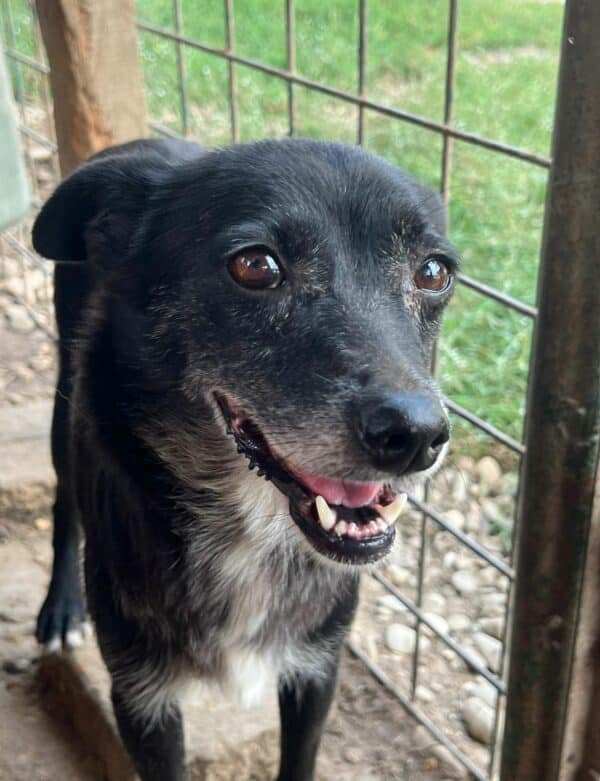 JAYDA (♀) - reserviert Tierhilfe Lebenswert DR - vermittelt 27.09.24