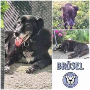 BRÖSEL - Gnadenplatzhund seit dem 06.07.2024