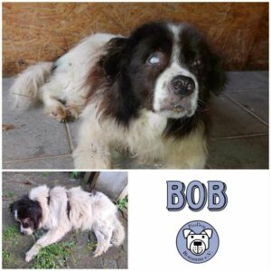 BOB - Gnadenplatzhund seit dem 17.08.2024