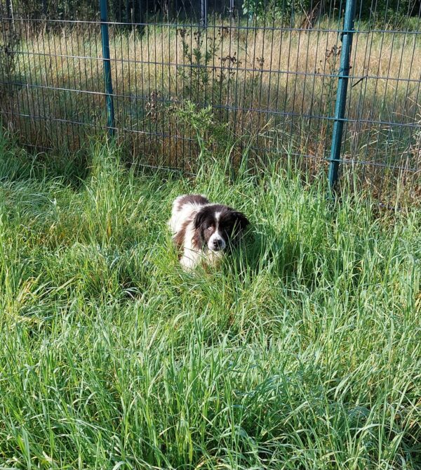 BOB - Gnadenplatzhund seit dem 17.08.2024 – Bild 4