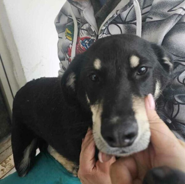 FLOH (♂) – Bild 3