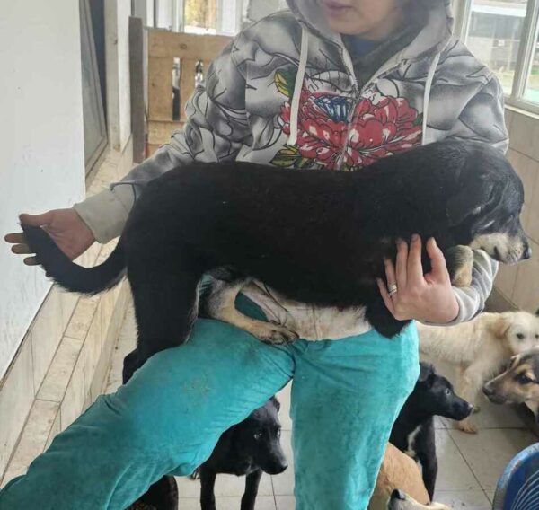 FLOH (♂) – Bild 4