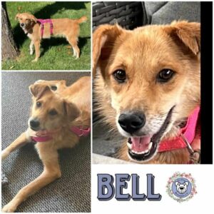 BELL (♀) in 92637 Weiden - vermittelt