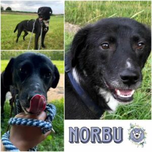 NORBU (♂) in 86830 Schwabmünchen - vermittelt