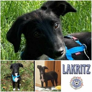 LAKRITZ (♀) in 54518 Rivenich - vermittelt