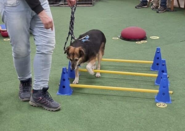 LAINI- Gnadenplatzhund seit dem 03.08.2024 - vermittelt – Bild 4