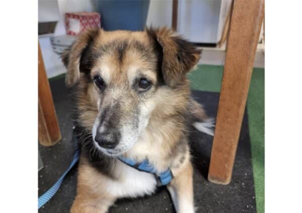 LAINI- Gnadenplatzhund seit dem 03.08.2024 - vermittelt – Bild 2