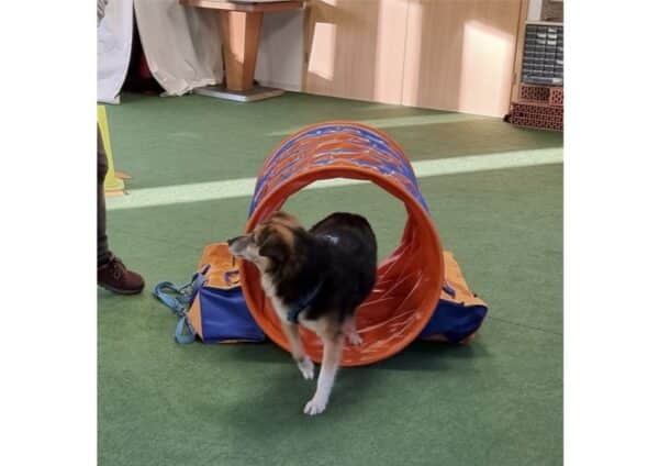 LAINI- Gnadenplatzhund seit dem 03.08.2024 - vermittelt – Bild 5