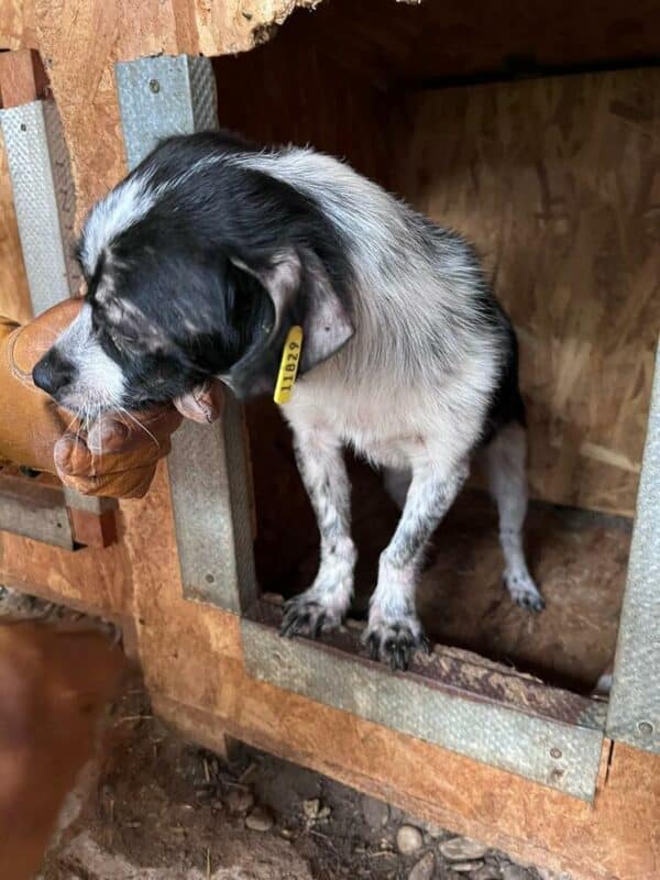 ARCHIBALD (♂) - ausgereist zu Second chance dogs – Bild 3